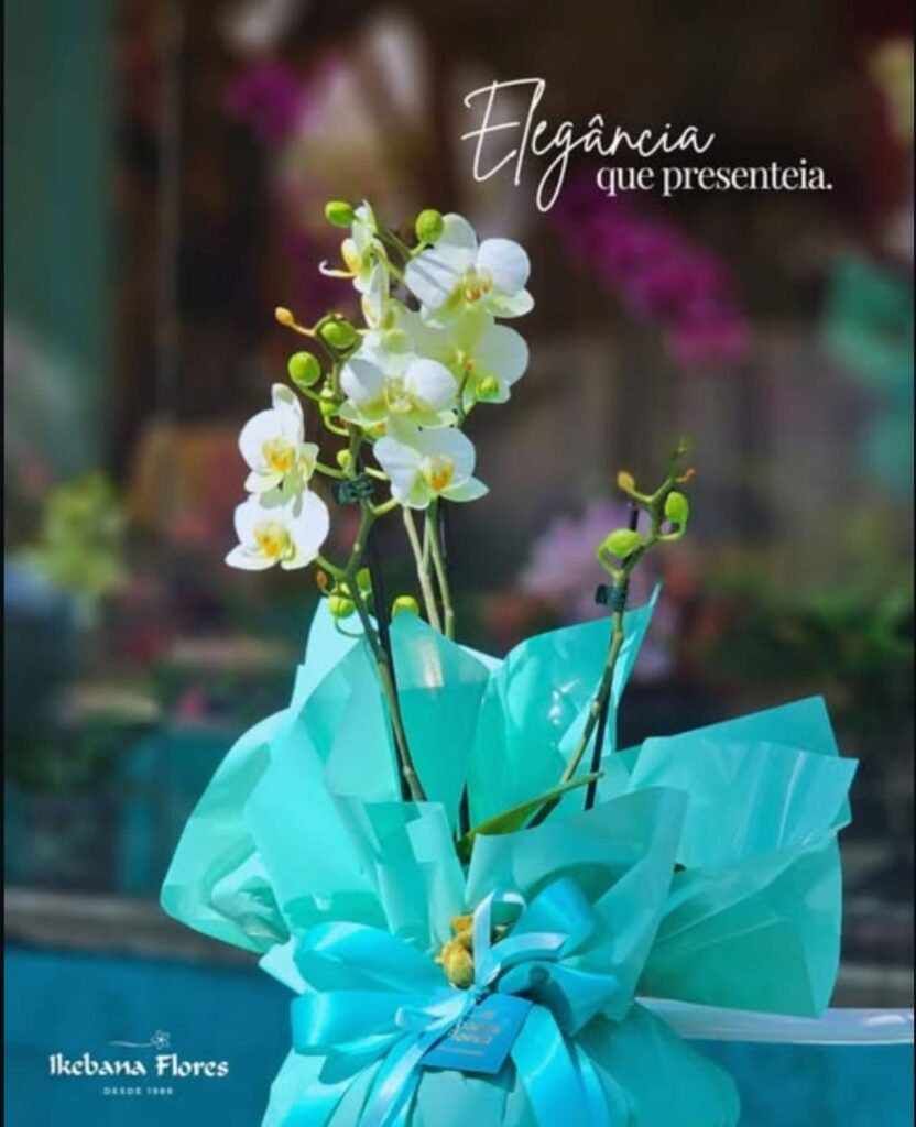 Orquídea branca mini Phalaenopsis em embalagem para presente azul-turquesa, com botões e flores delicadas, diante de fundo desfocado da floricultura.